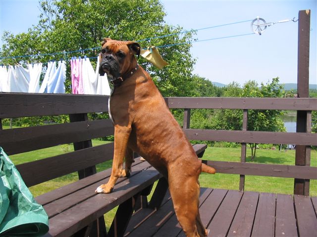 Help Boxer Has Small Lumps Like Hives On Back And Spreading Pet Forum For Dogs Cats And Humans Pets Ca