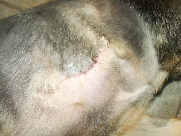 Slow Hair Growth After Surgery Pet Forum For Dogs Cats And Humans Pets Ca