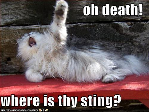 Name:  funny-pictures-dramatic-cat-asks-where-the-sting-of-death-is.jpg
Views: 9534
Size:  39.2 KB