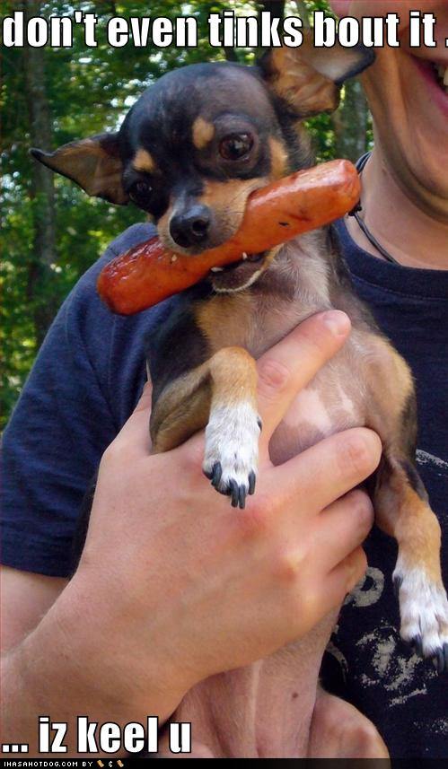 Name:  funny-dog-pictures-dog-will-kill-you-if-you-touch-his-hotdog.jpg
Views: 7145
Size:  67.0 KB