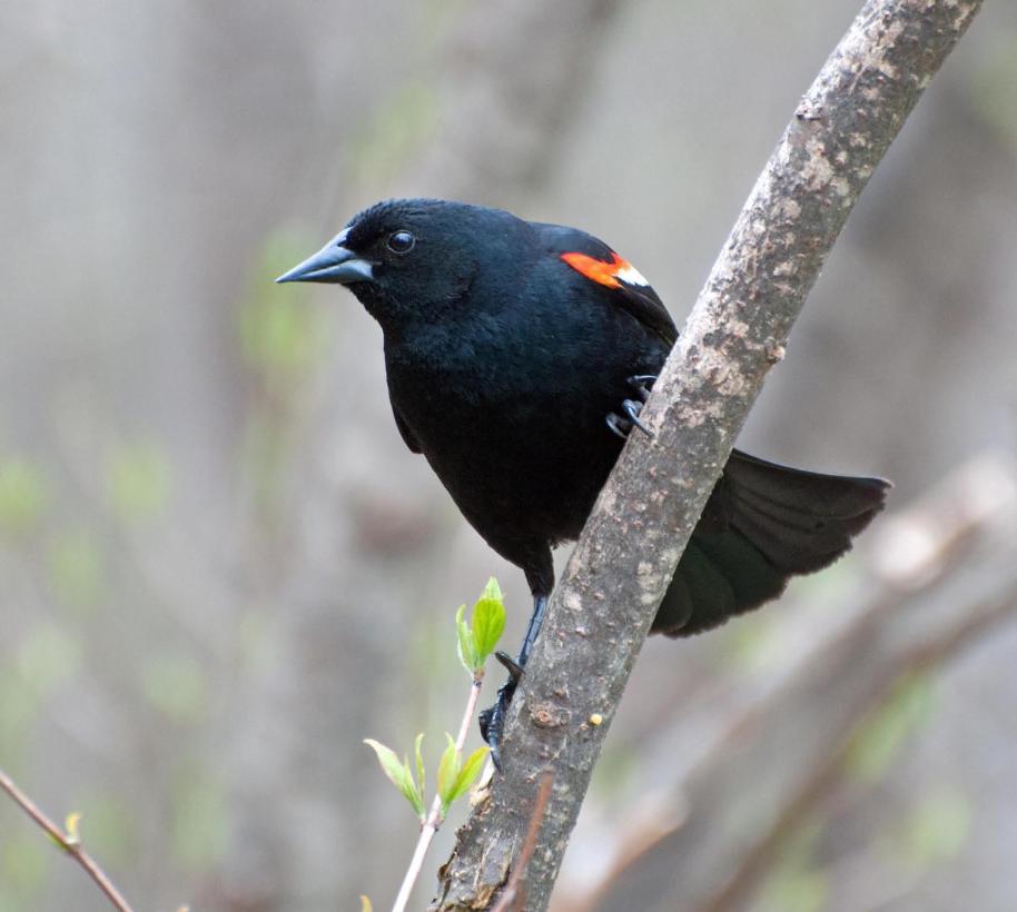 Name:  Red-winged blackbird 5-14-11 B.jpg
Views: 179
Size:  67.1 KB