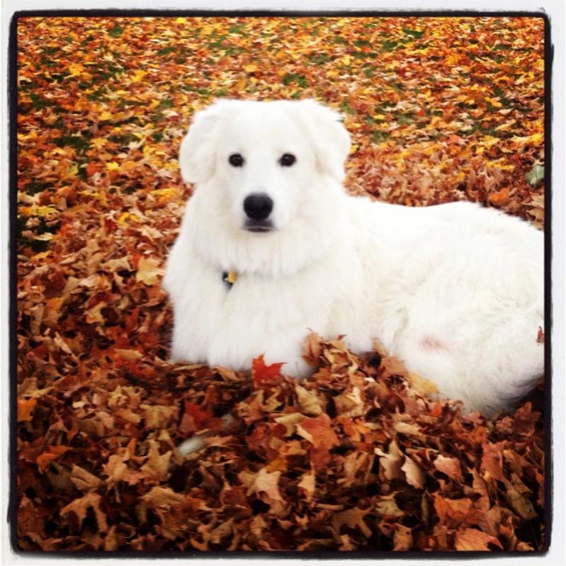 Name:  Layla in Leaves.jpg
Views: 1412
Size:  113.9 KB