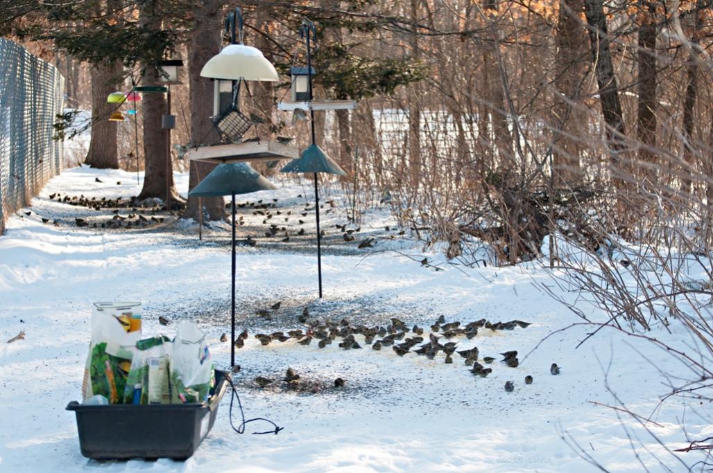 Name:  Winter finches, doc shot 2-22-15 B.jpg
Views: 687
Size:  151.6 KB