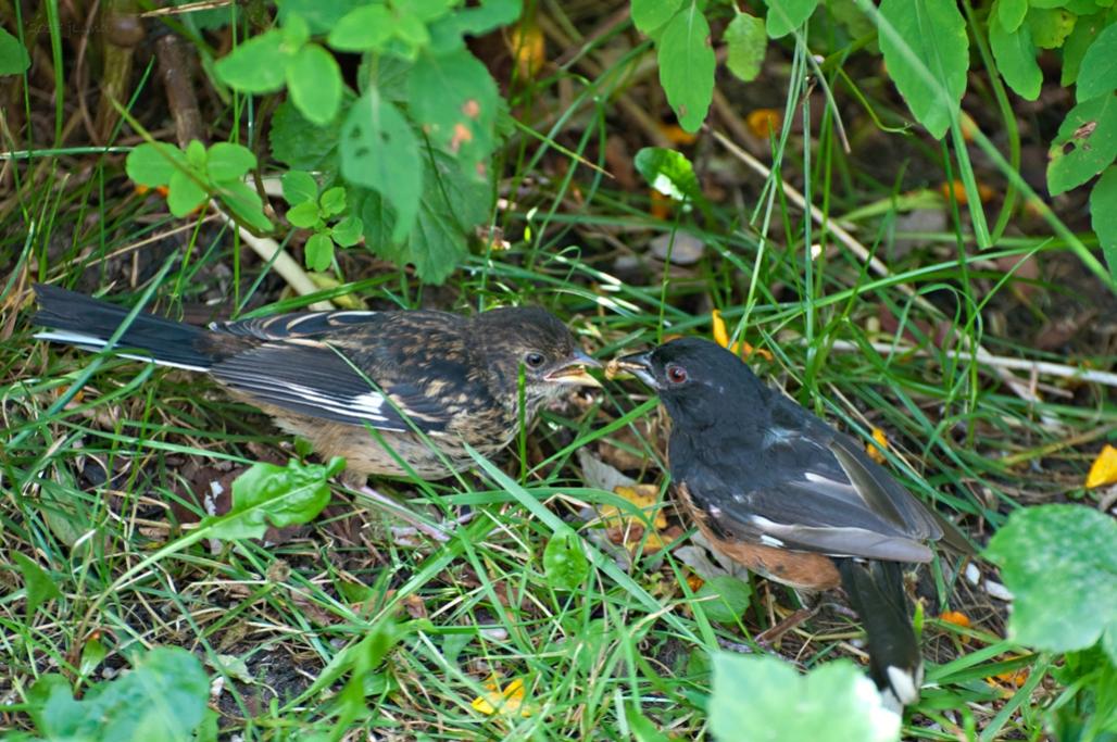 Name:  Eastern towhee, dad feeding his young son 8-23-17.jpg
Views: 7284
Size:  144.1 KB