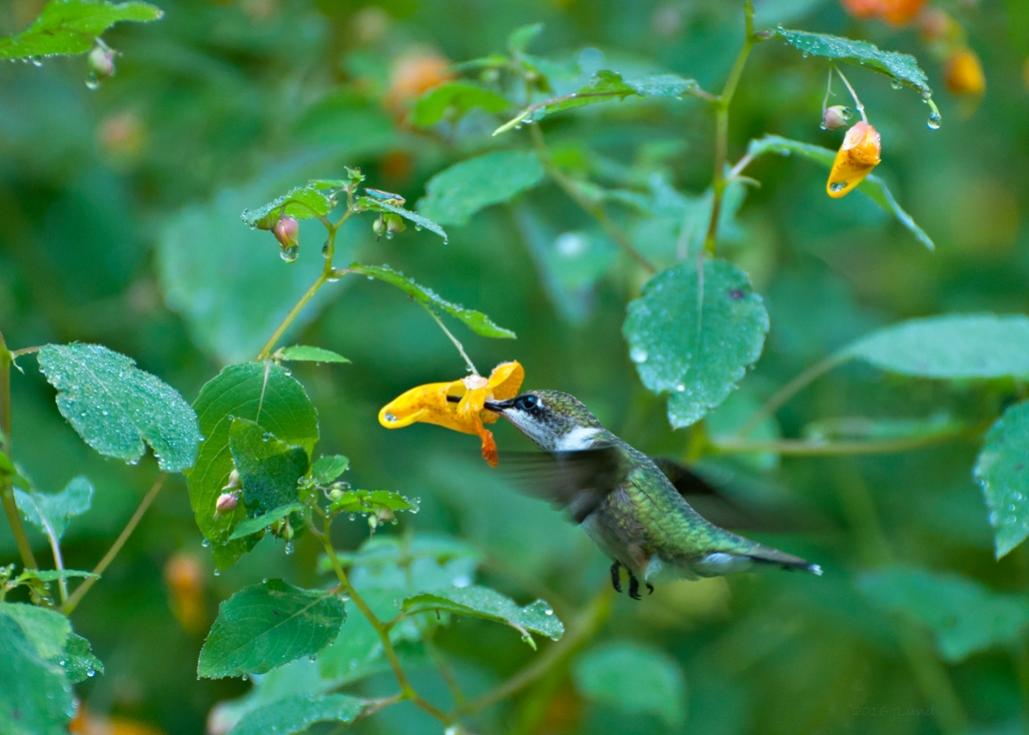 Name:  Ruby-throated hummingbird at jewelweed 8-19-17 A.jpg
Views: 8061
Size:  75.6 KB