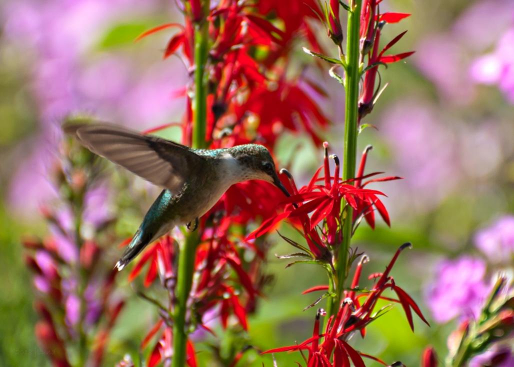 Name:  Ruby-throated hummingbird feeding at Cardinal-flower 8-5-18 B.jpg
Views: 2442
Size:  84.5 KB