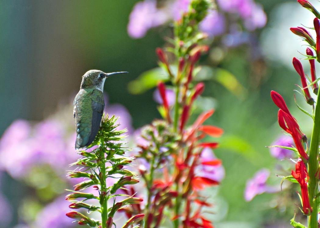 Name:  Ruby-throated hummingbird resting on Cardinal-flower 8-5-18.jpg
Views: 3919
Size:  87.9 KB