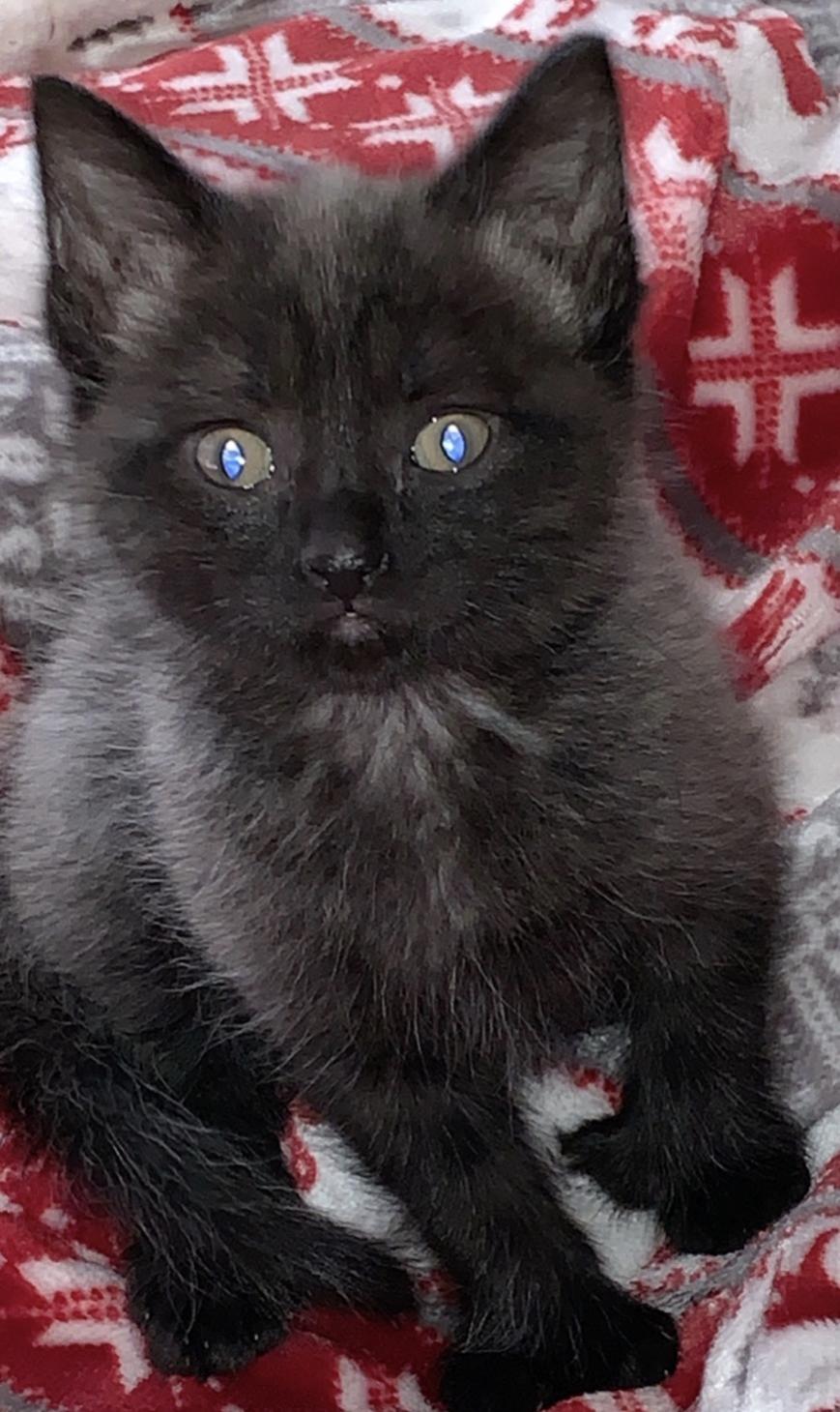 Kitten Changing Colour Pet Forum For Dogs Cats And Humans Pets Ca