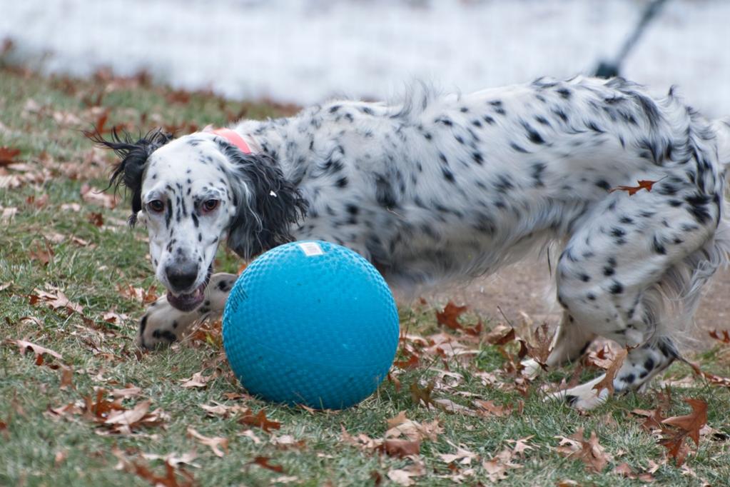 Name:  Lili with her birthday ball 11-16-19 A.jpg
Views: 15586
Size:  109.5 KB
