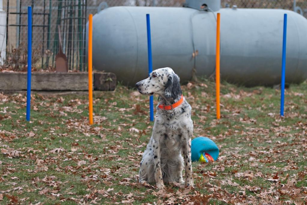 Name:  Lili looking very grown up on her agility course 11-16-19.jpg
Views: 13997
Size:  116.9 KB