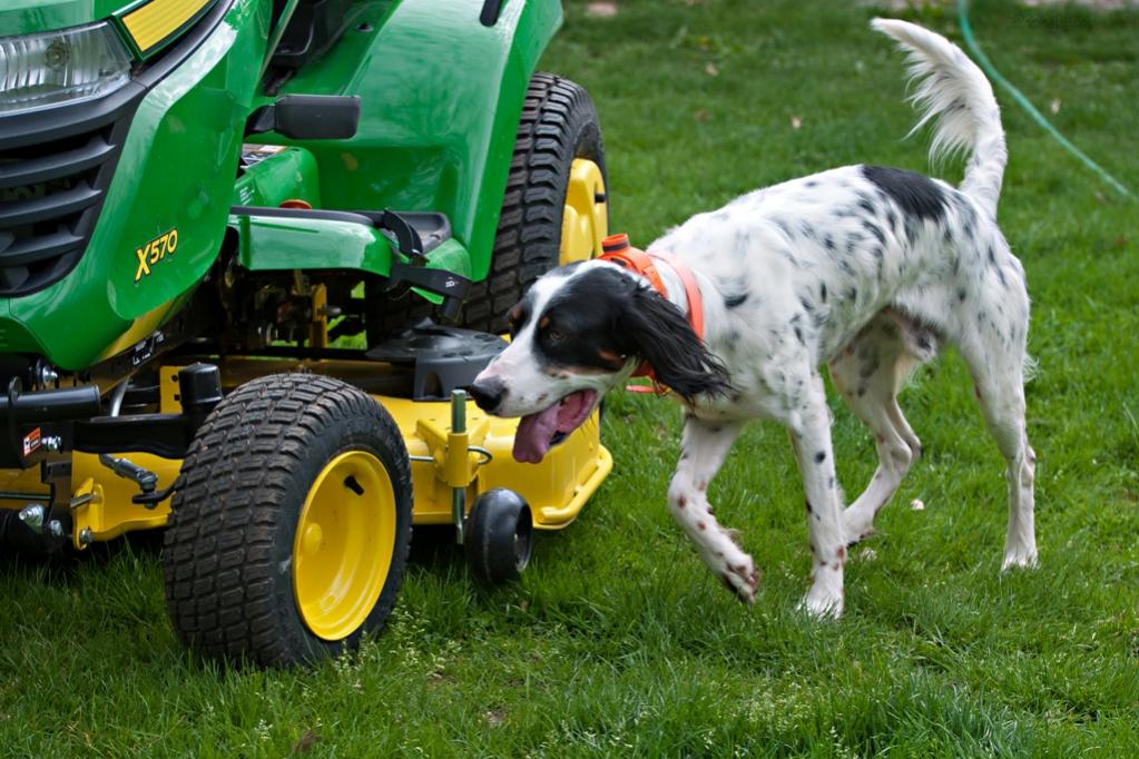 Name:  Hunter checking out the new tractor 5-16-20.jpg
Views: 5159
Size:  123.5 KB