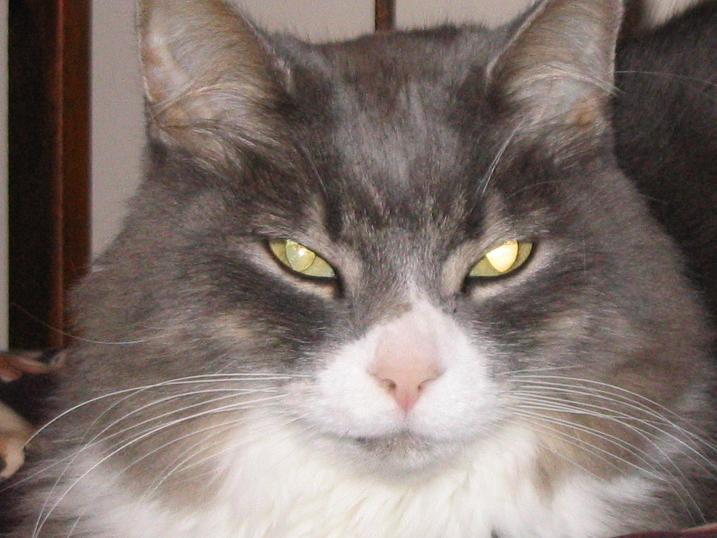 Tabitha