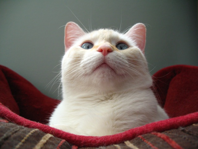 Cinnamon Girl