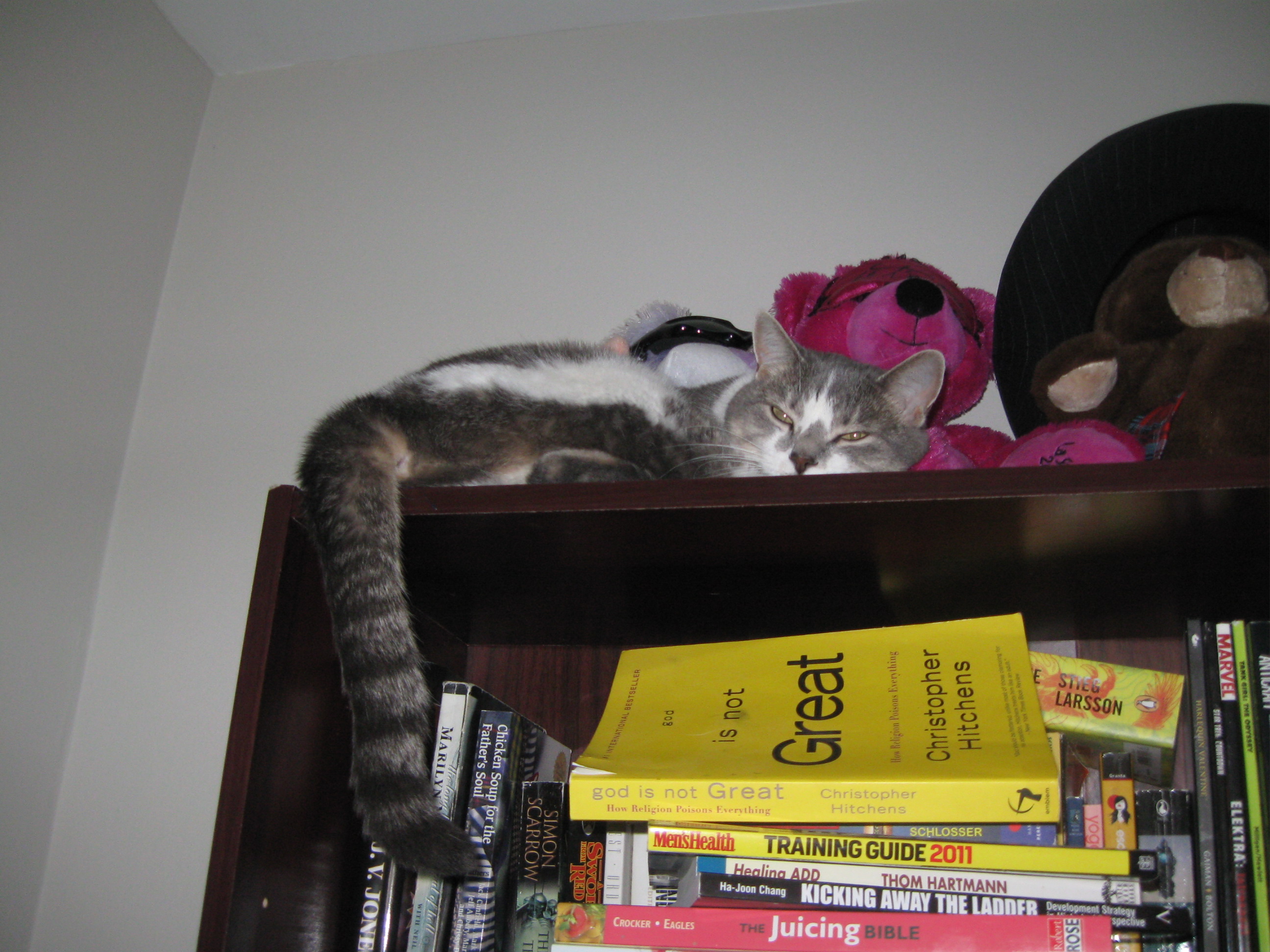 Cheshire Cat