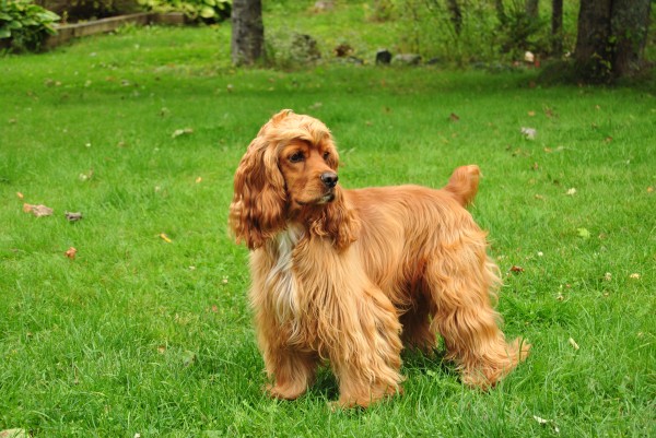 Charlie