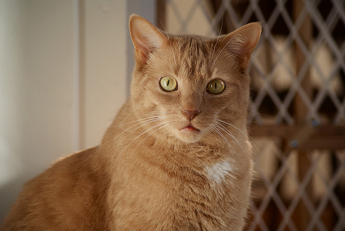 Gaius