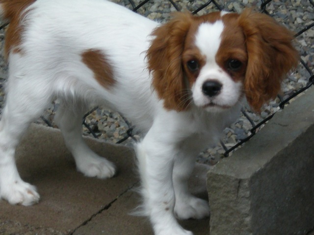 Zoey