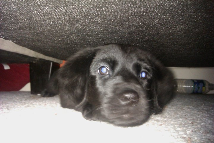 Ori