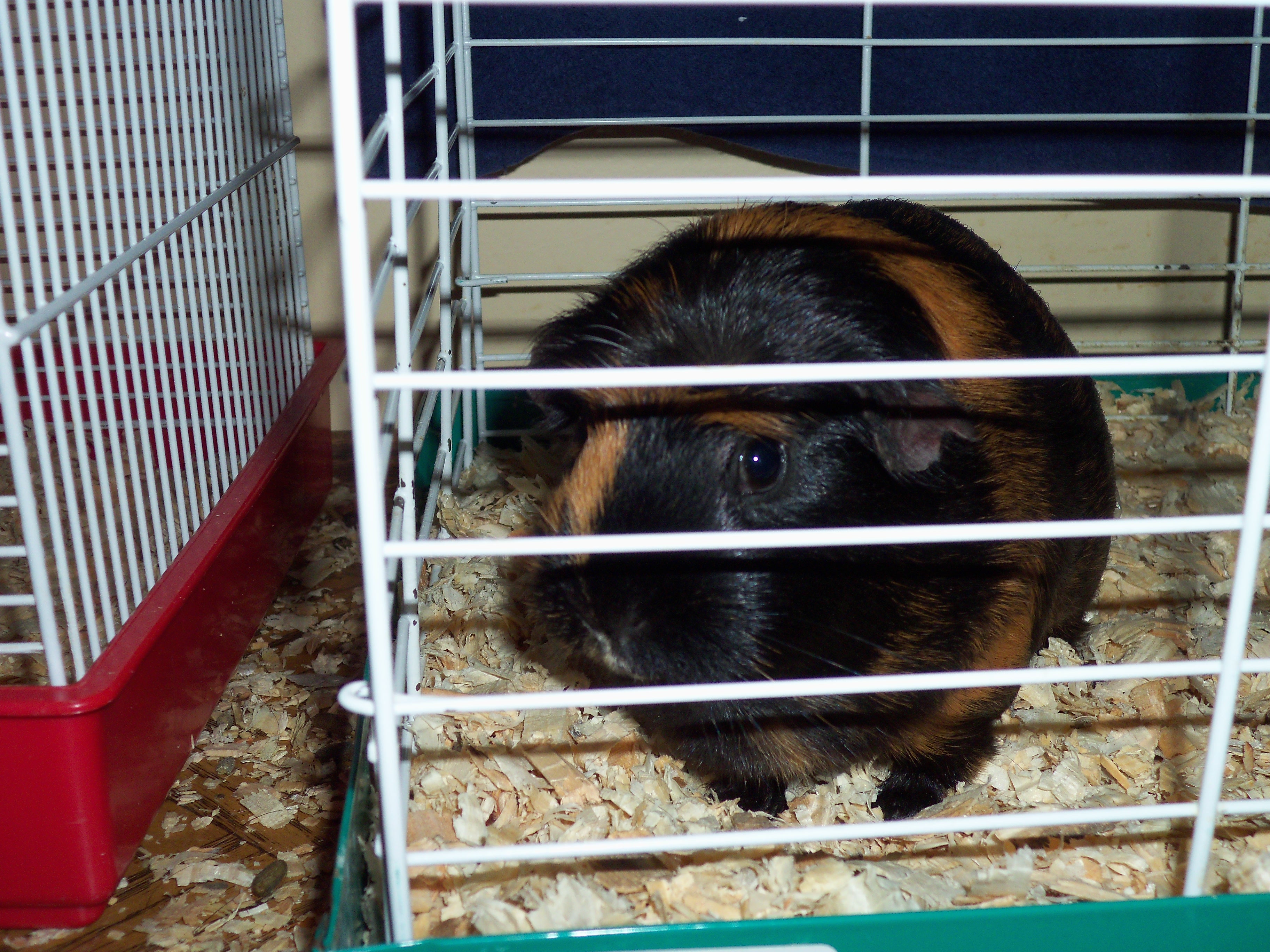 Juliette