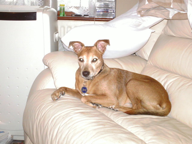 REX