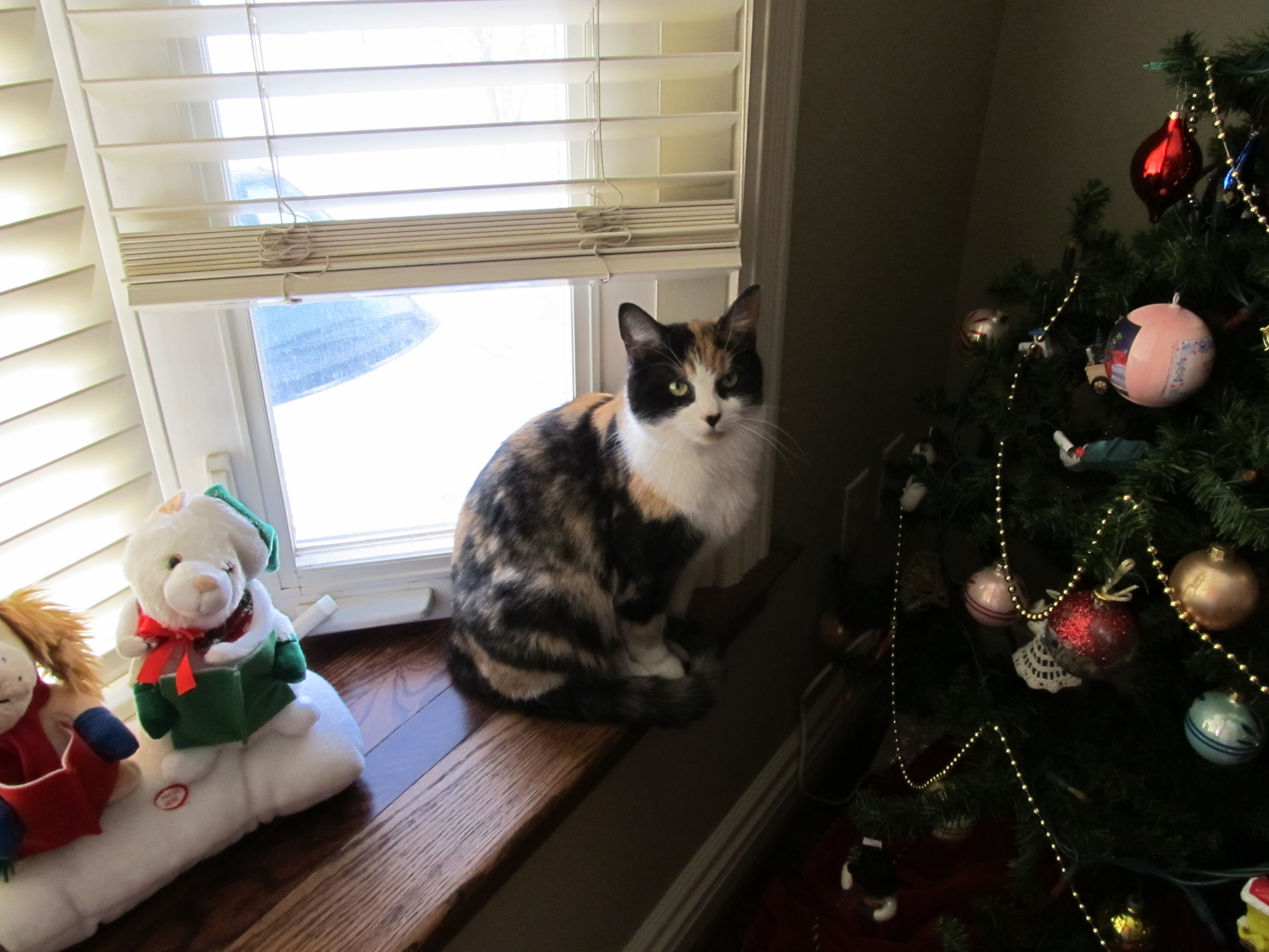 Calico
