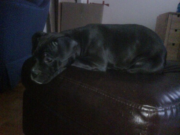 Lola