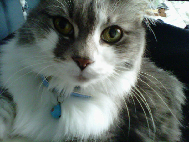 Whiskey