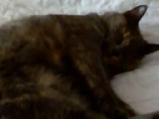 Dutchess
