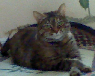 Reeses