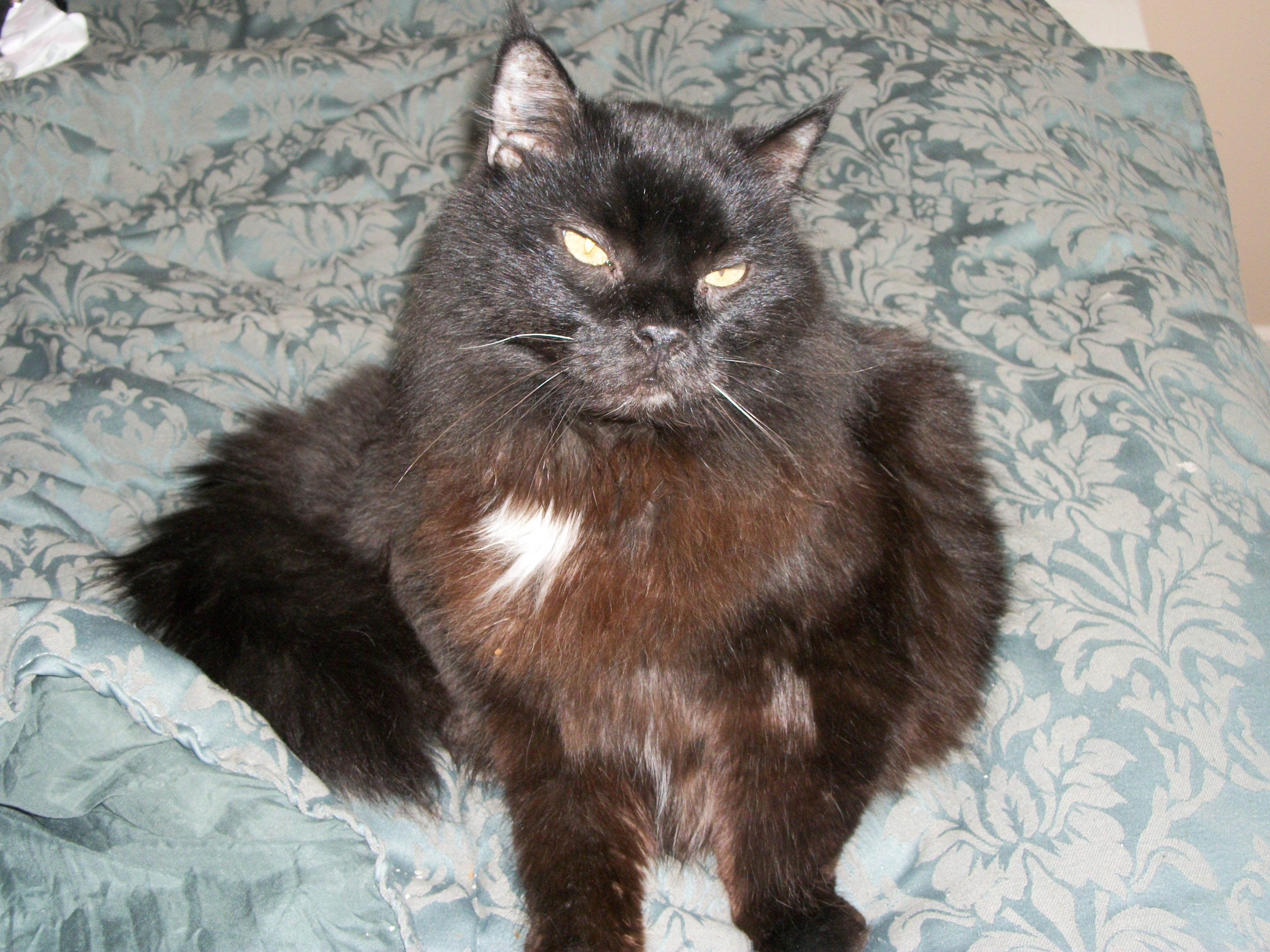 Rufus