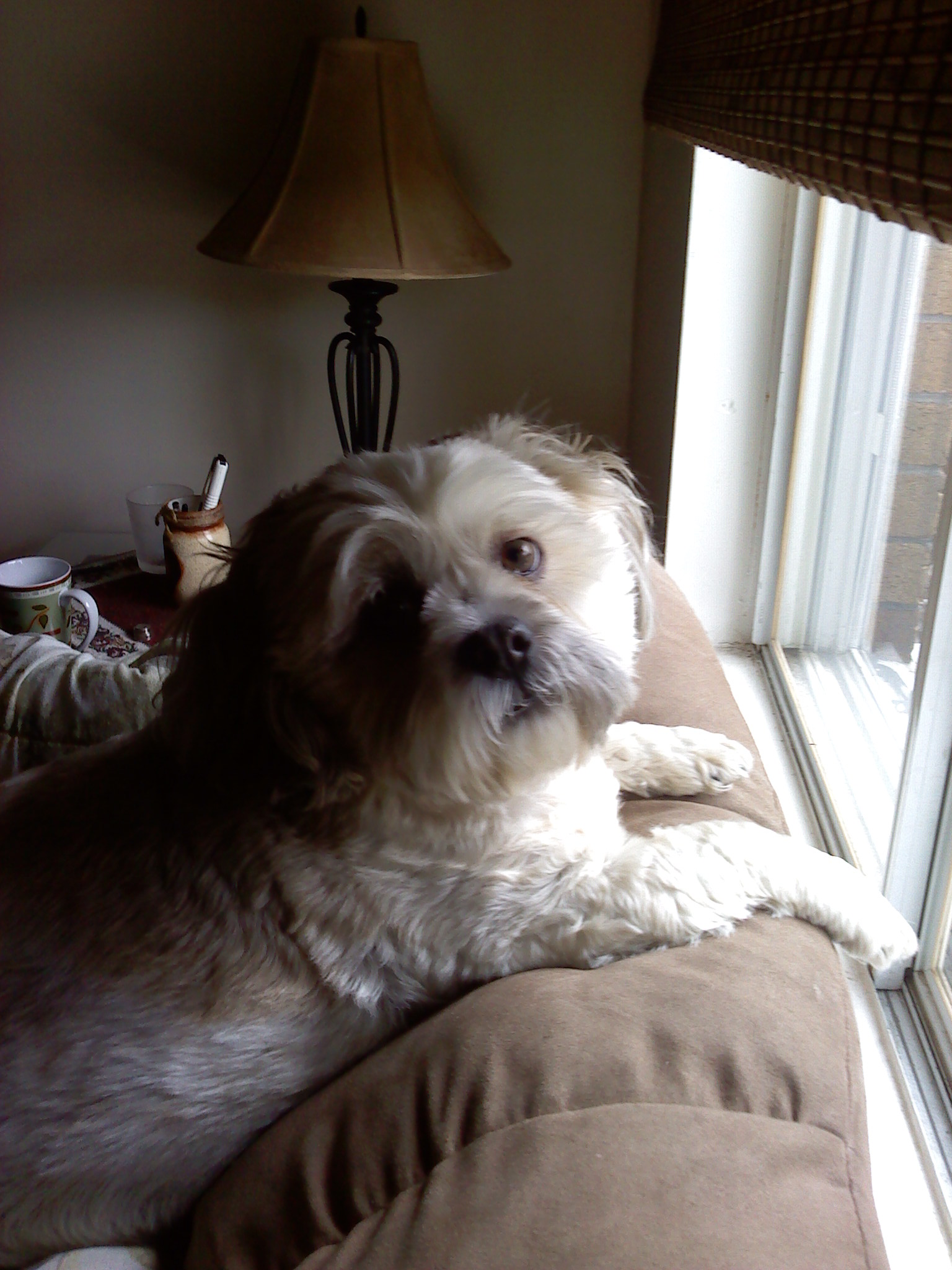 Gidget (Gidgimo)