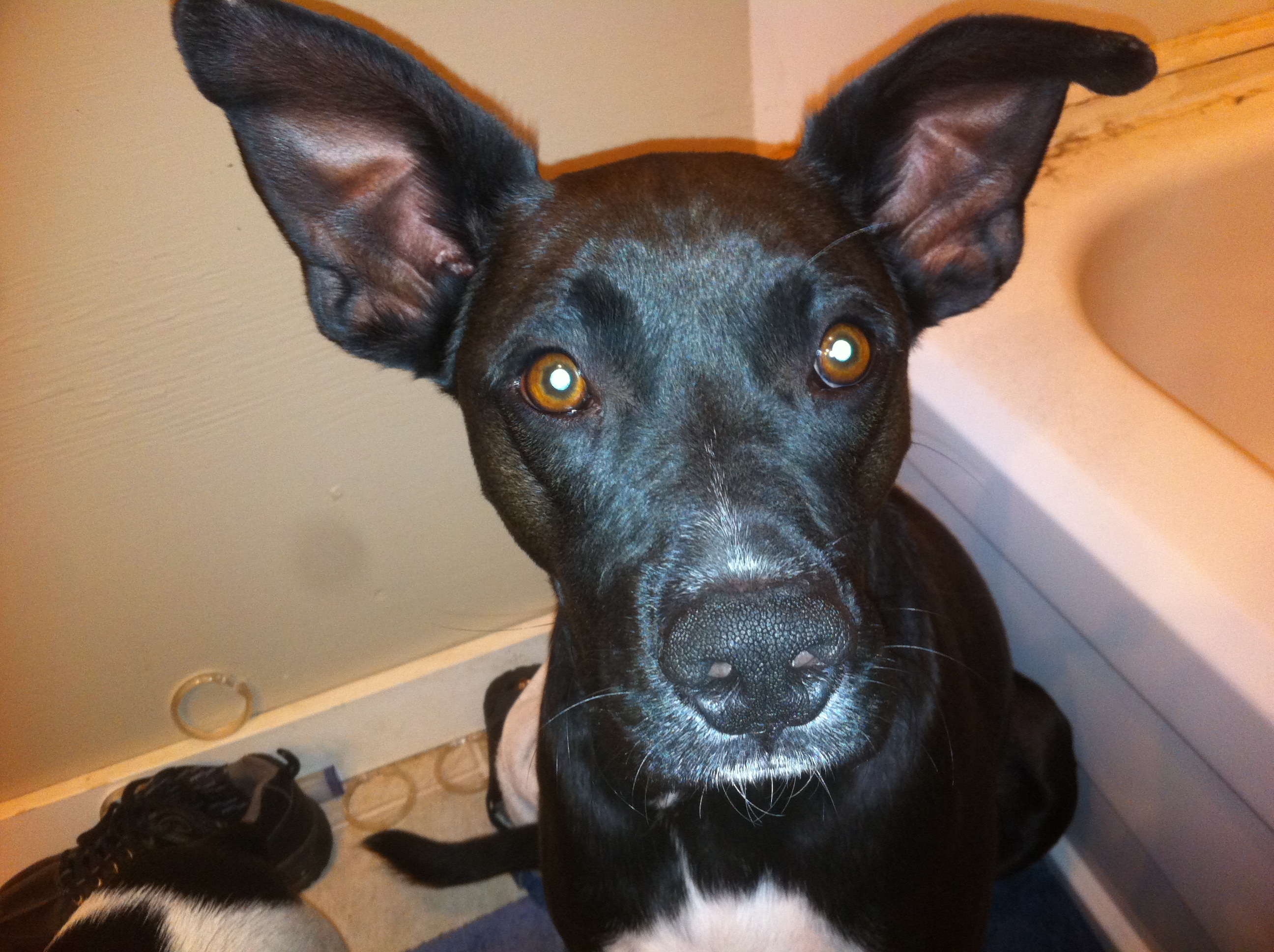 Rex