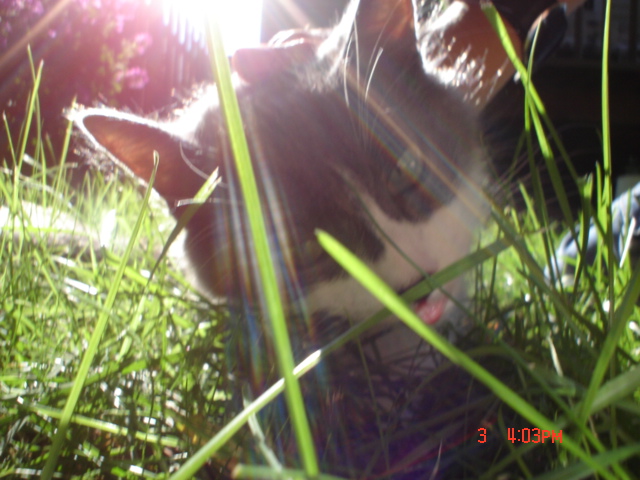 Kitty
