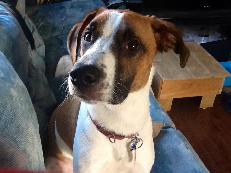 Taz