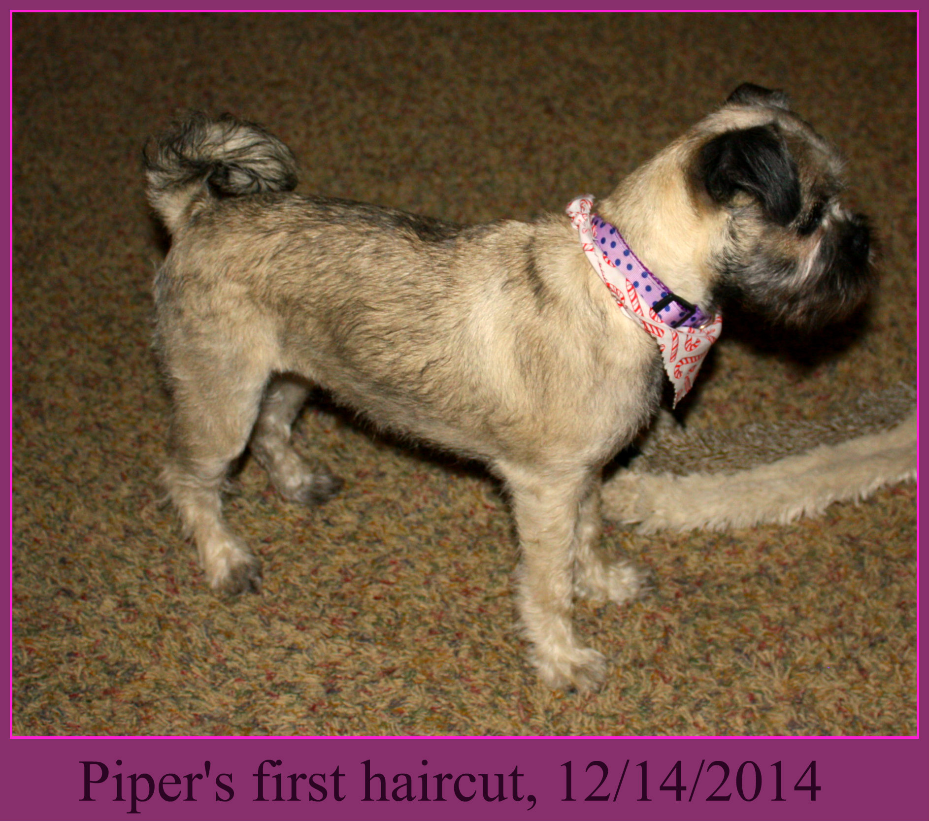 Piper