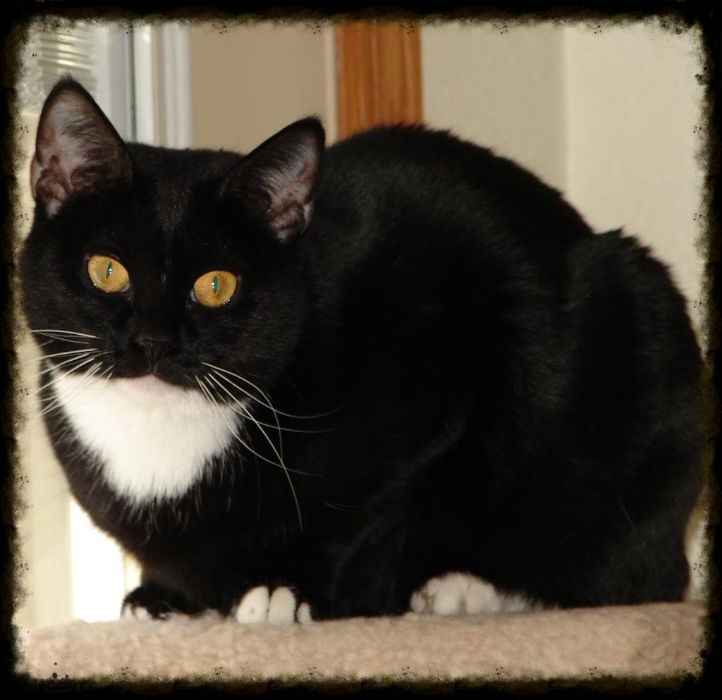 Xena, AKA, last cat