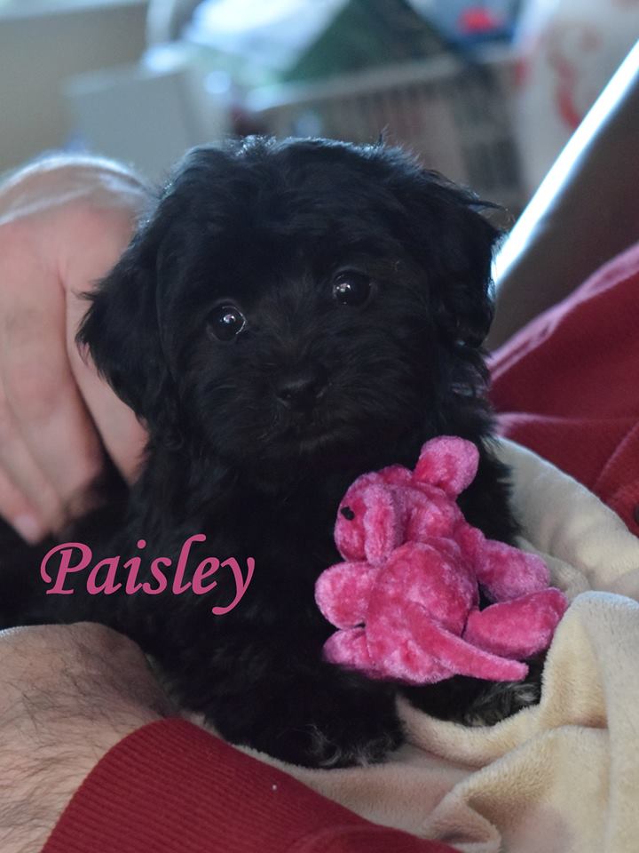 Paisley