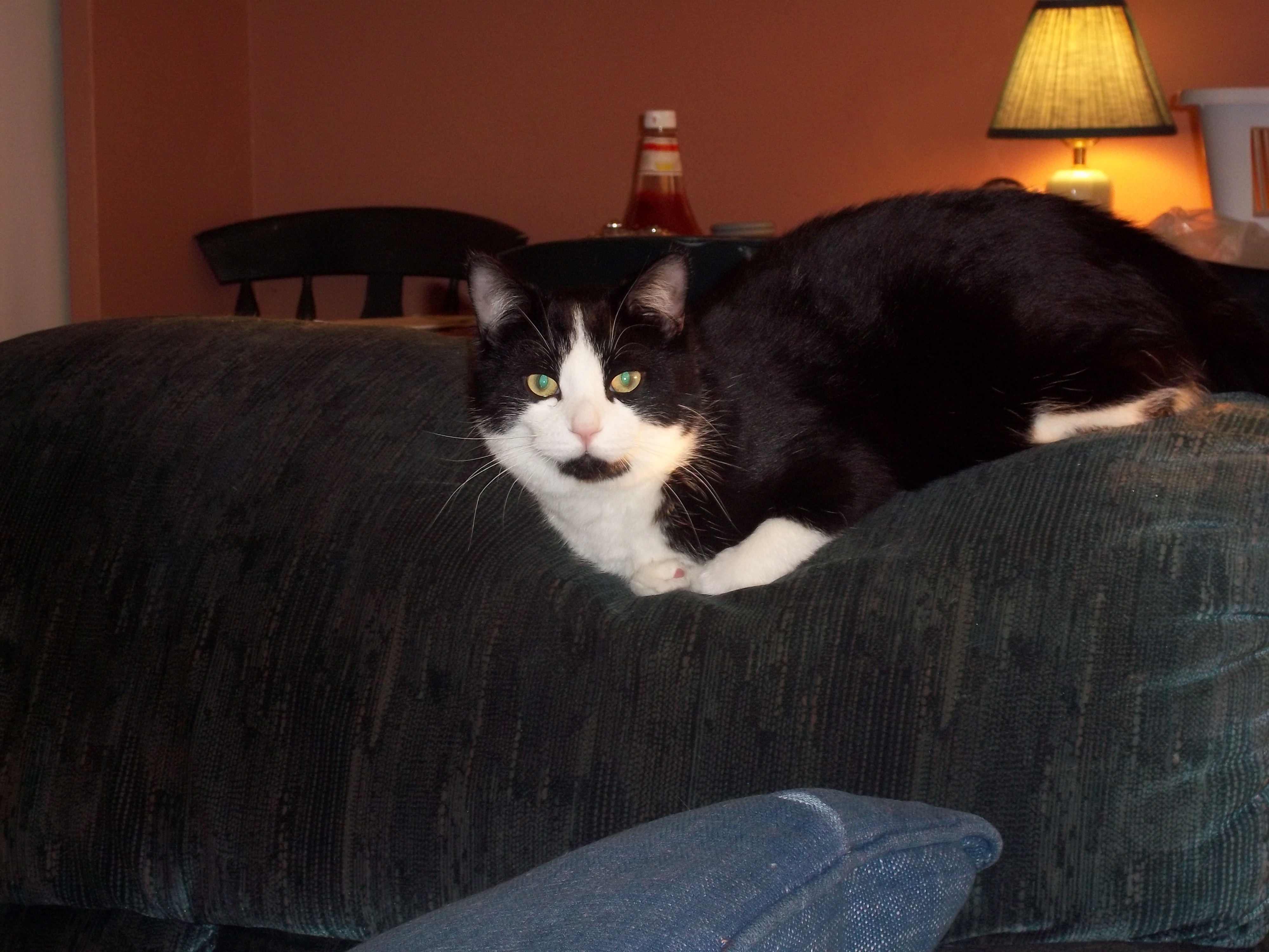 Tazie Joe