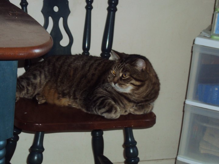 Toby