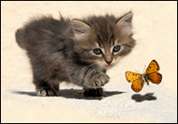 House Cats that Hunt