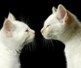 Introducing cats to cats – Pet tip 107