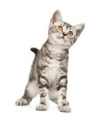 Kittens and Birth Infections – Pet tip 241