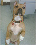 57 – Breed Specific Legislation in Montreal