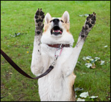 Dog Tricks – Dog Training Level 2