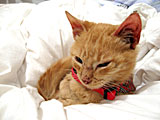 Where Cats Sleep – Pet tip 250
