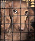 Dogs Crates and Relaxation