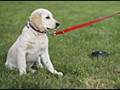 61 – Boundary training for dogs