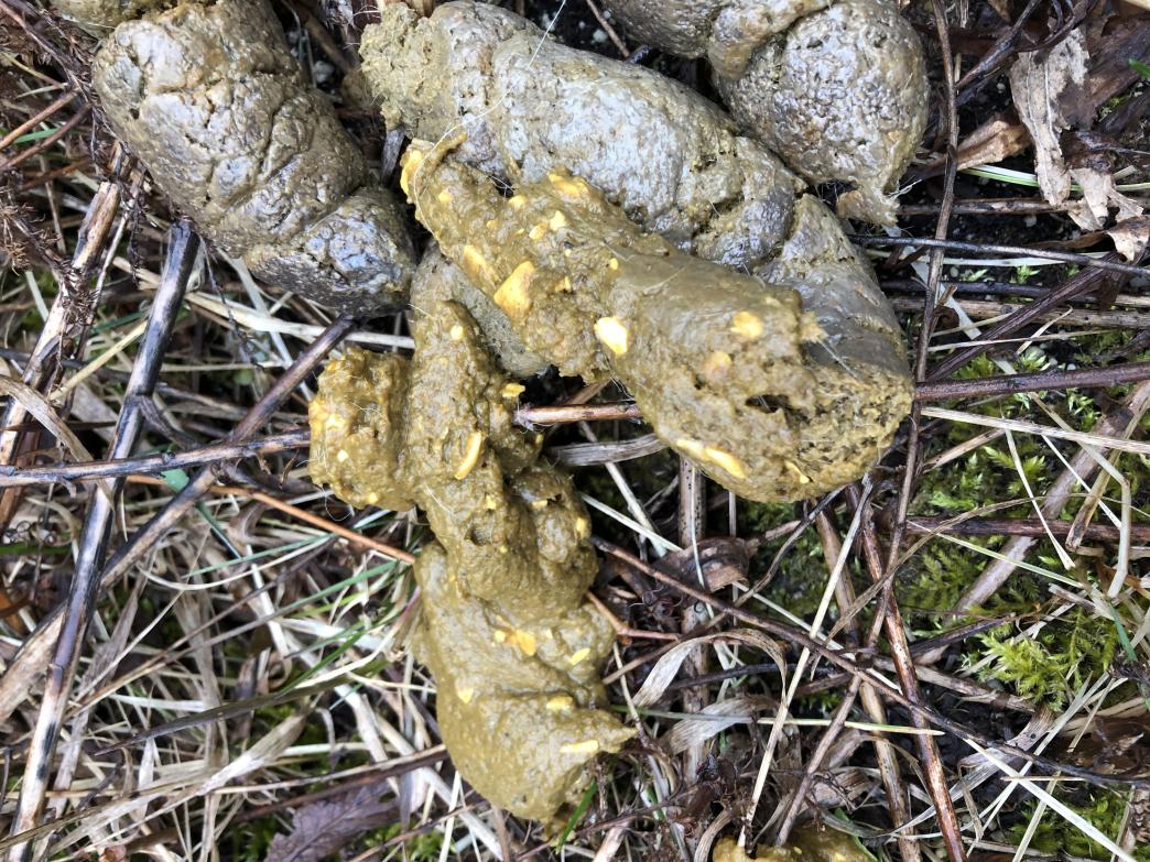 White stuff in puppy cheap poop